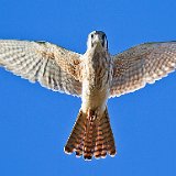 12SB0469 American Kestrel